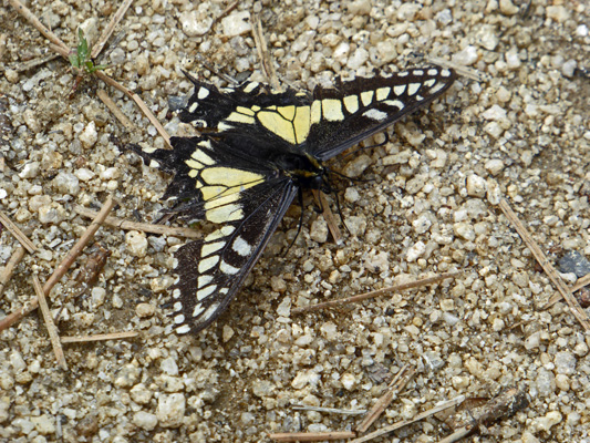 Butterfly in trail