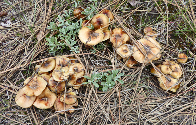 Fungus Crown Point Trail