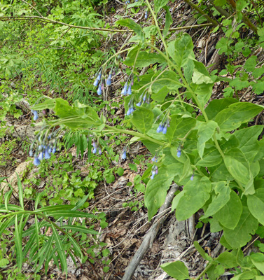 Ciliate bluebells (Mertensia ciliata)