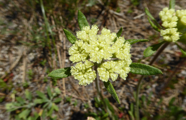 buckwheat (Eriogonum)