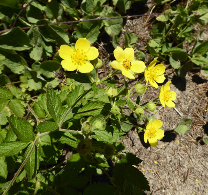 Mountain Meadow Cinquefoil (Potentilla diversifolia)