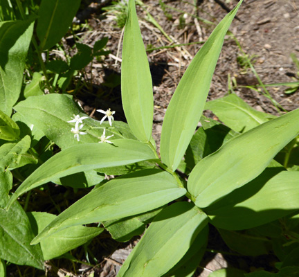 Star-flowered False Solomon's Seal (Maianthemum stellatum)