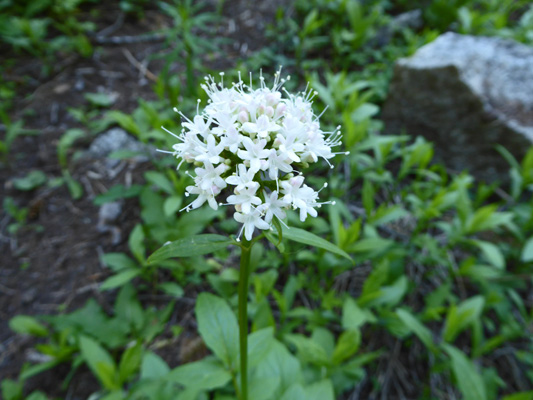 Sitka Valerian (Valeriana sitchensis)