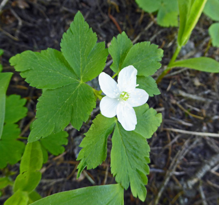 Piper’s Anemones (Anemone piperi)