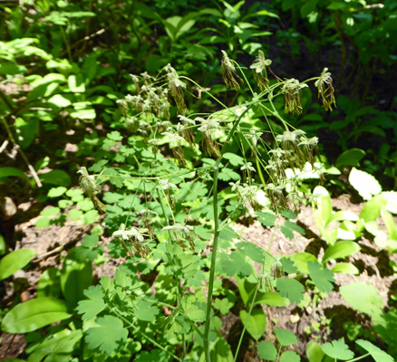 Male Western Meadow Rue (Thalictrum occindentale)