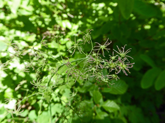 Female Western Meadow Rue (Thalictrum occindentale)