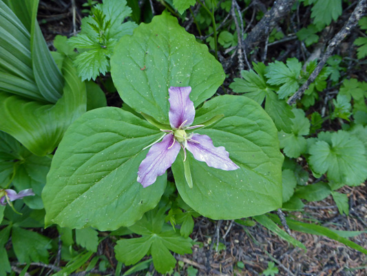 western trillium (Trillium ovatum)