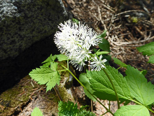 Red Baneberry (Actaea rubra) 