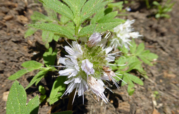 Ballhead Waterleaf (Hydrophyllum capitatum)