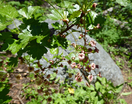 Swamp Black Gooseberry (Ribes lacustre)