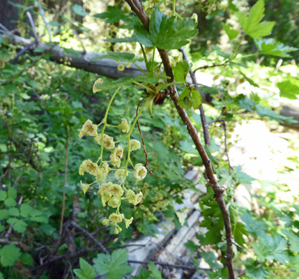 Swamp Black Gooseberry (Ribes lacustre)