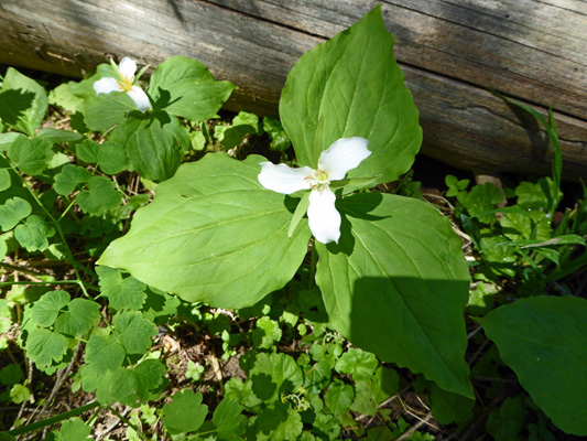 Western Trilliums (Trillium ovatum)