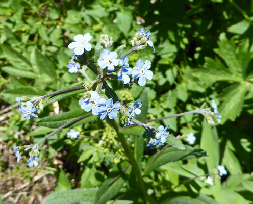 Meadow forget-me-nots (Hackelia micrantha)