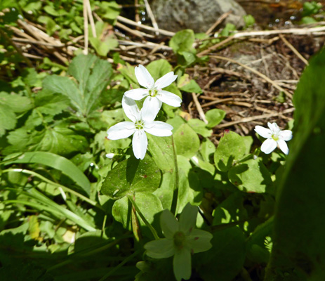 Siberian Springbeauty (Claytonia sibirica)