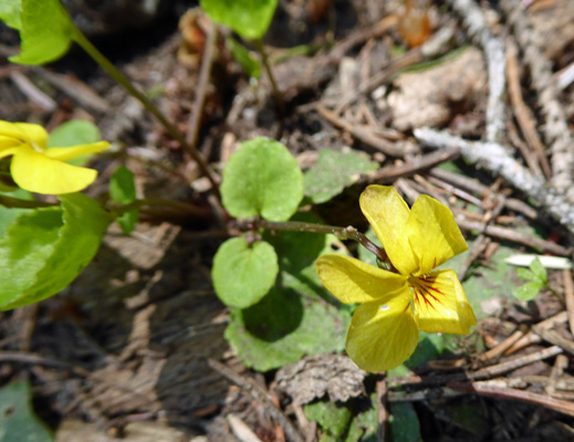 Pioneer violets (Viola glabella)