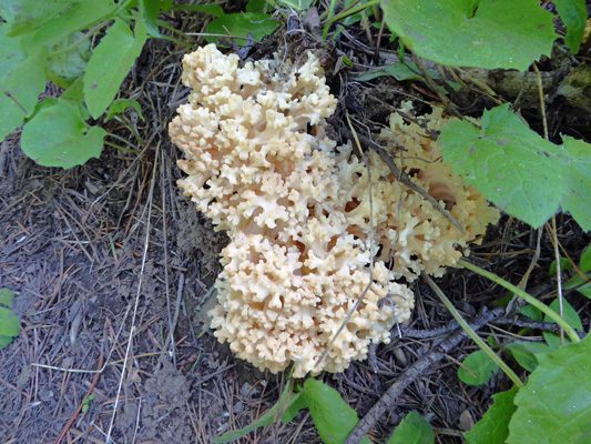 coral fungus Boulder Lake trail
