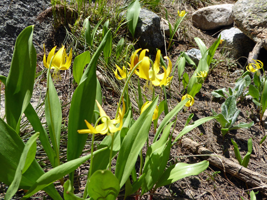 Glacier Lilies (Erythronium grandiflorum)