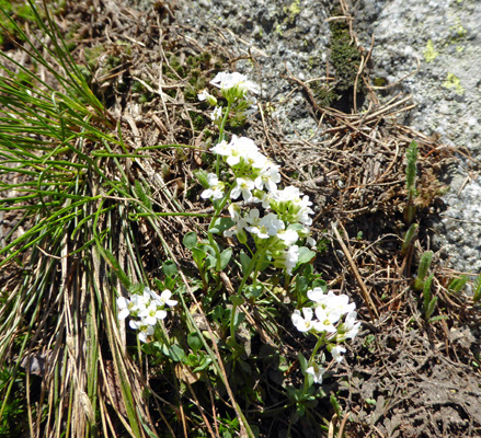 Mountain Pennycress (Noccaea montana) 