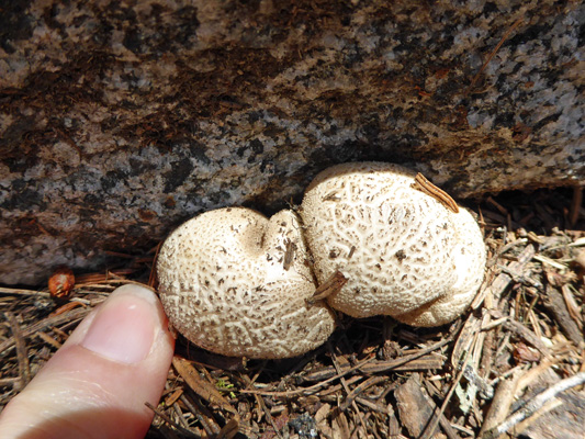 Small fungus Boulder Lake trail