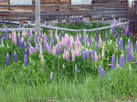 Lupine Elo Rd Idaho