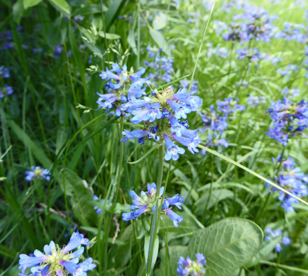 Taper-leaf Penstemon (Penstemon attenuatus)