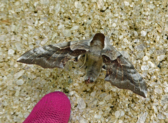 Large moth Lake Cascade ID