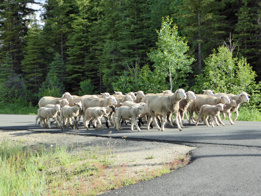 Lead herd of sheep West Mountain Rd ID
