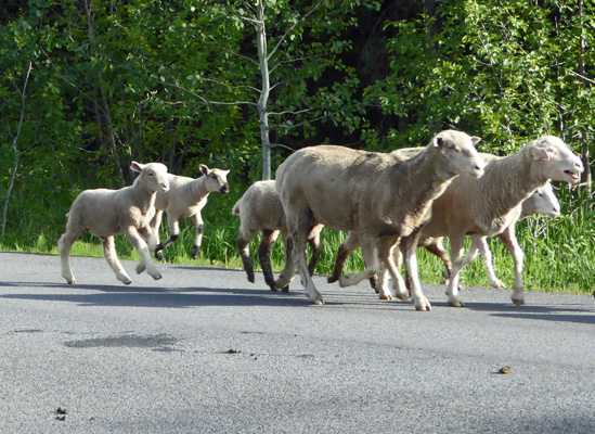 Sheep on the move