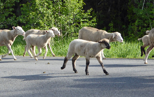 Black-faced lamb