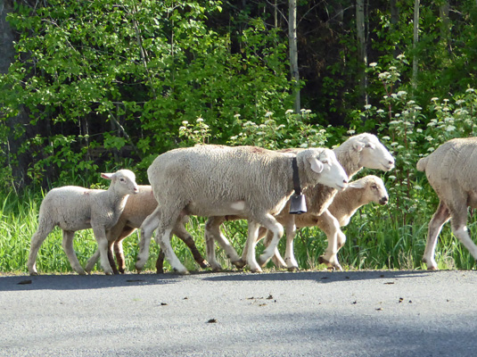 Ewe with bell around neck