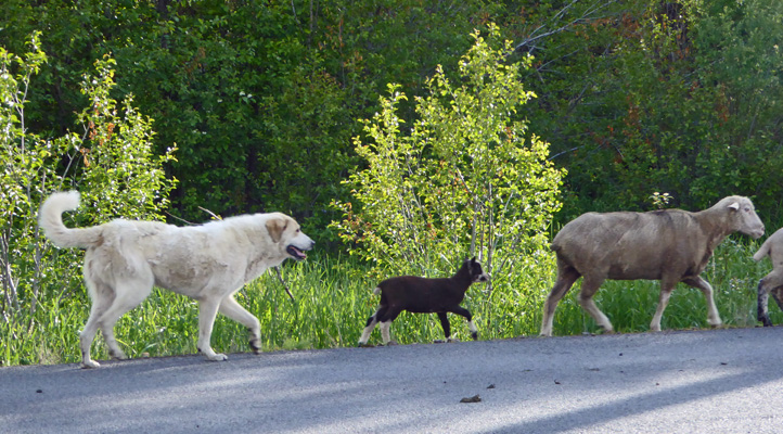 Sheep dog and lamb