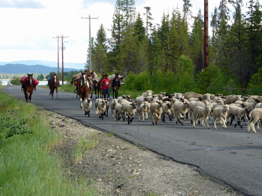 pack horses at end of sheep drive