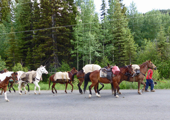 Pack horses