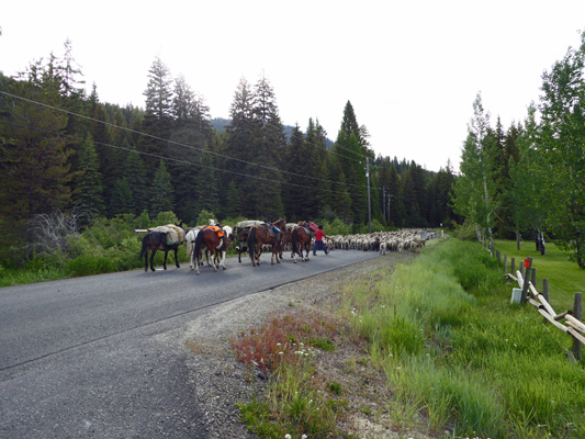 End of sheep drive