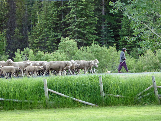 Shepherd and flock of sheep