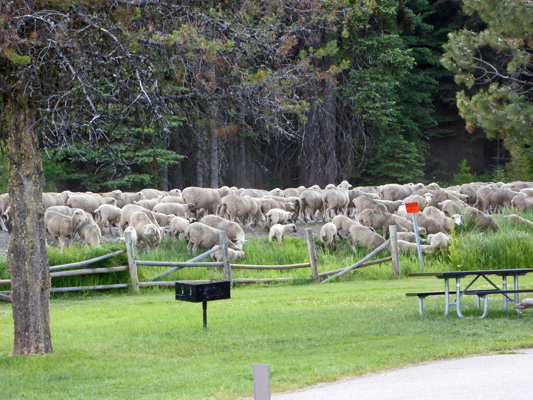 Sheep in the rich grass along roadside