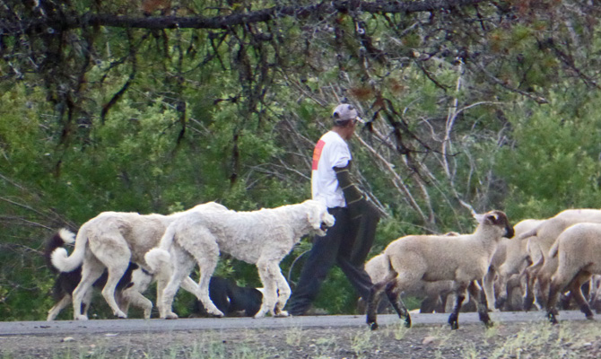 Sheep dogs and shepherd