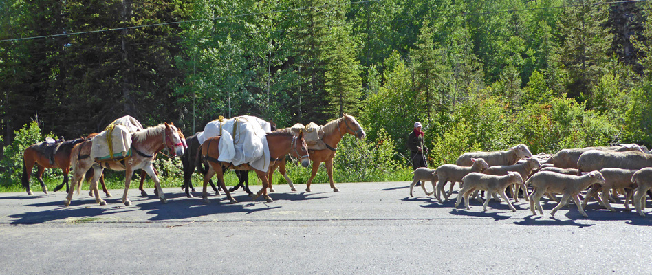 Sheep and Pack horses