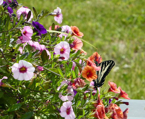 Butterfly on petunias