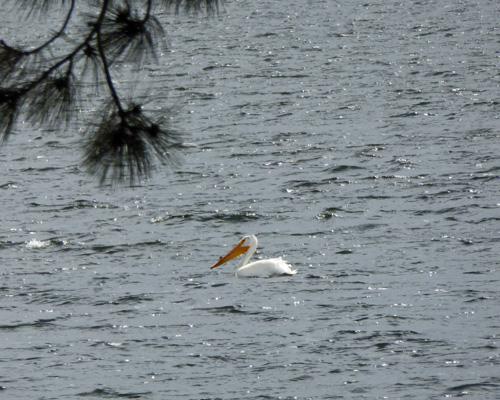 White pelican Lake Cascade
