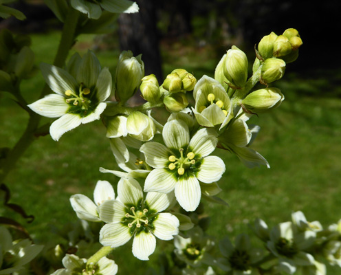 False Hellebore (Veratrum californicum)