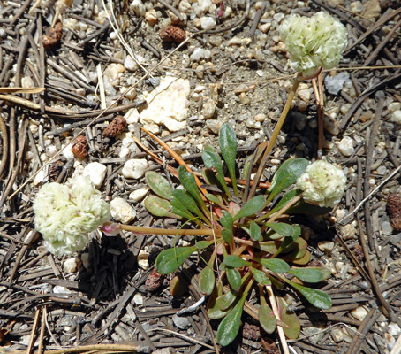 Hairy Shasta Wild Buckwheat (Eriogonum pyrolifolium)