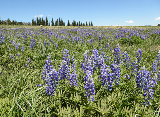 Silky Lupine (Lupinus sericeus) 