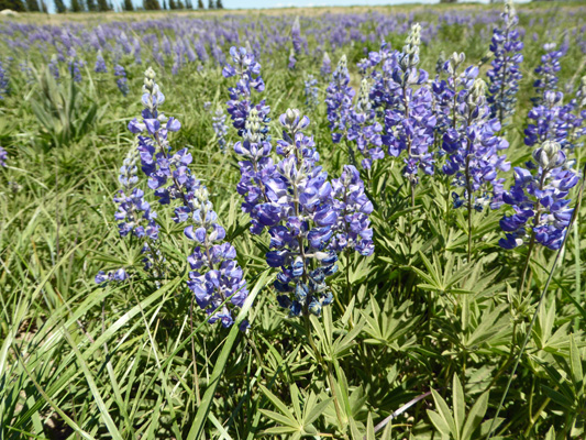 Silky Lupine (Lupinus sericeus)