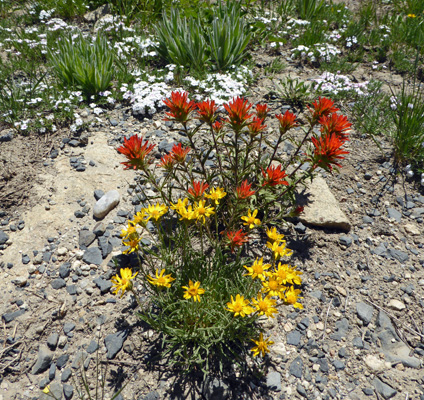 Woolly Goldenweed (Stenotus lanuginosus) Scarlet Paintbrush