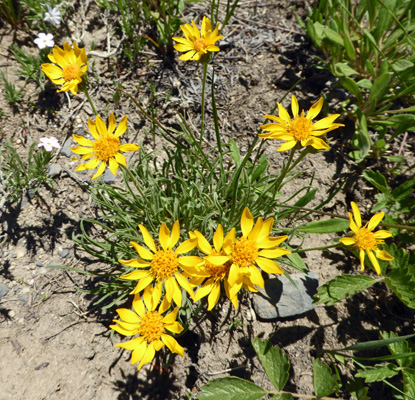 Woolly Goldenweed (Stenotus lanuginosus)