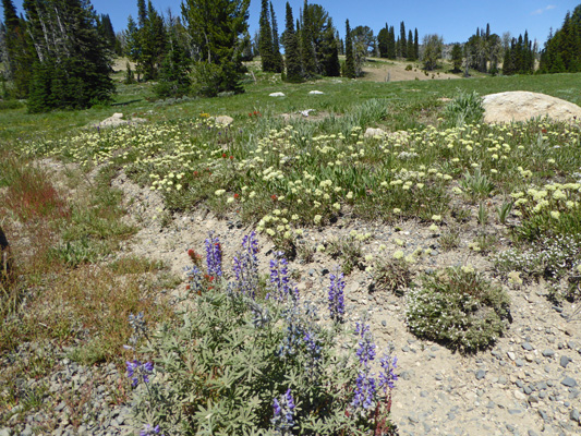 Lupine and buckwheat