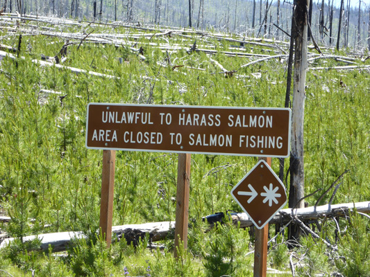 Don't Harass Salmon Sign