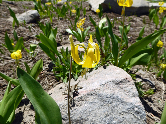 Glacier Lilies (Erythronium grandiflorum)