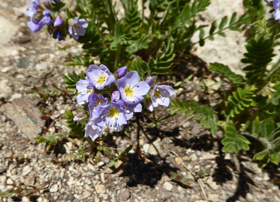 Showy Polemonium (Polemonium pulcherrimum)